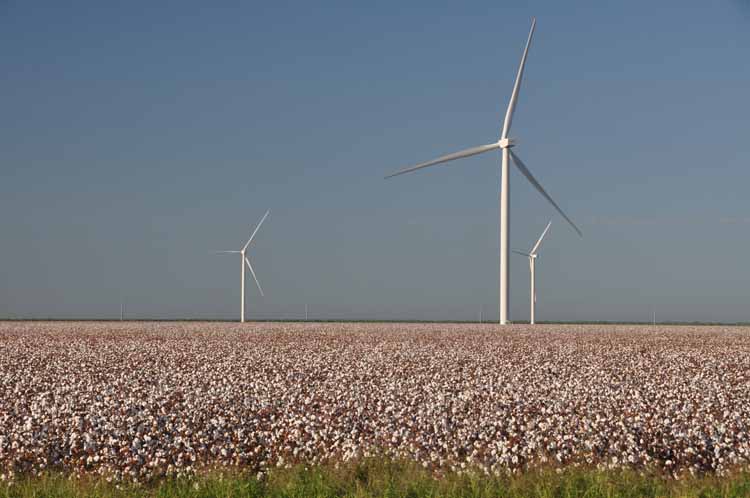 cotton fields